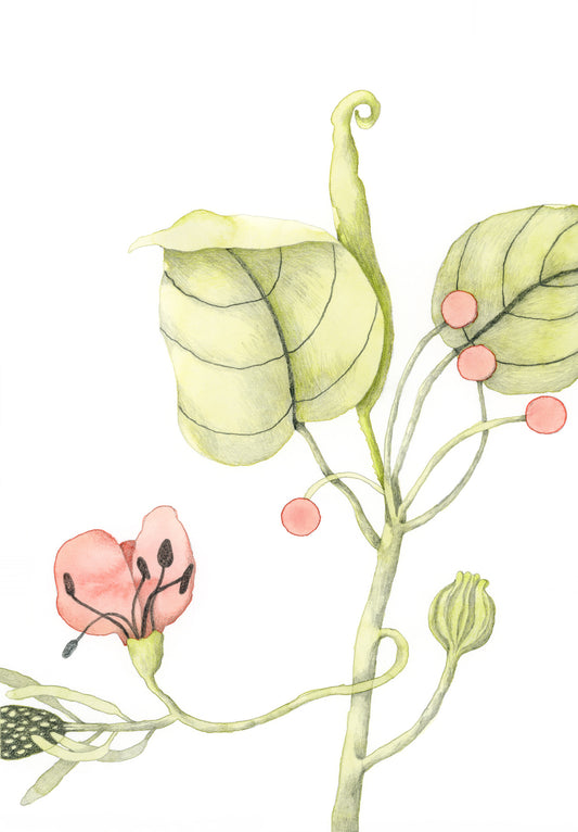 Giclée print “Quiet Bloom”