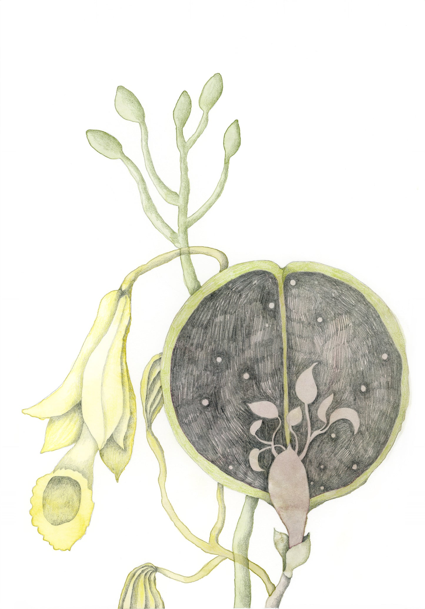 Giclée print "Seed Chamber"